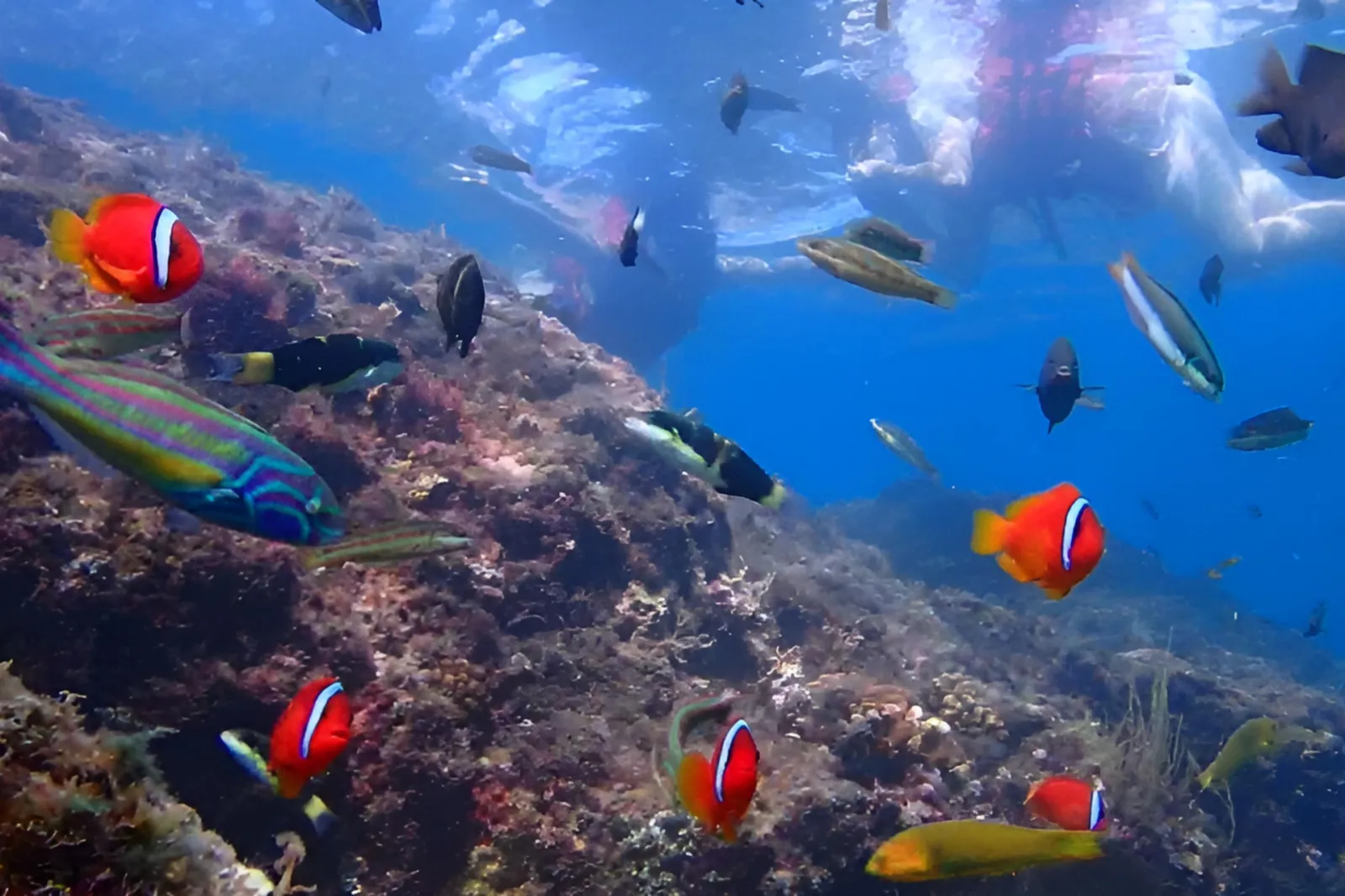 浮潛可見熱帶魚與海底珊瑚景色